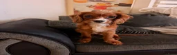 Cavalier King Charles Spaniel dogs for sale: Male Ruby Caviler King Charles - Advert 5