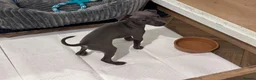 Italian Greyhound dogs for sale: Italian greyhound  in Holyhead - Advert 4