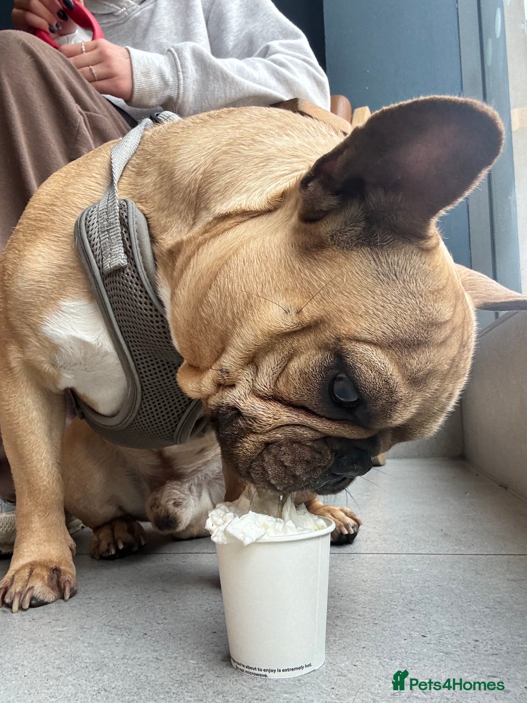 French Bulldog dogs for stud: First Time, Hence the Price - Image 1