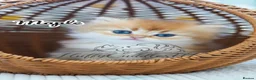British Longhair cats for sale: TICA Exceptional Pedigree Golden British Kittens - Advert 21