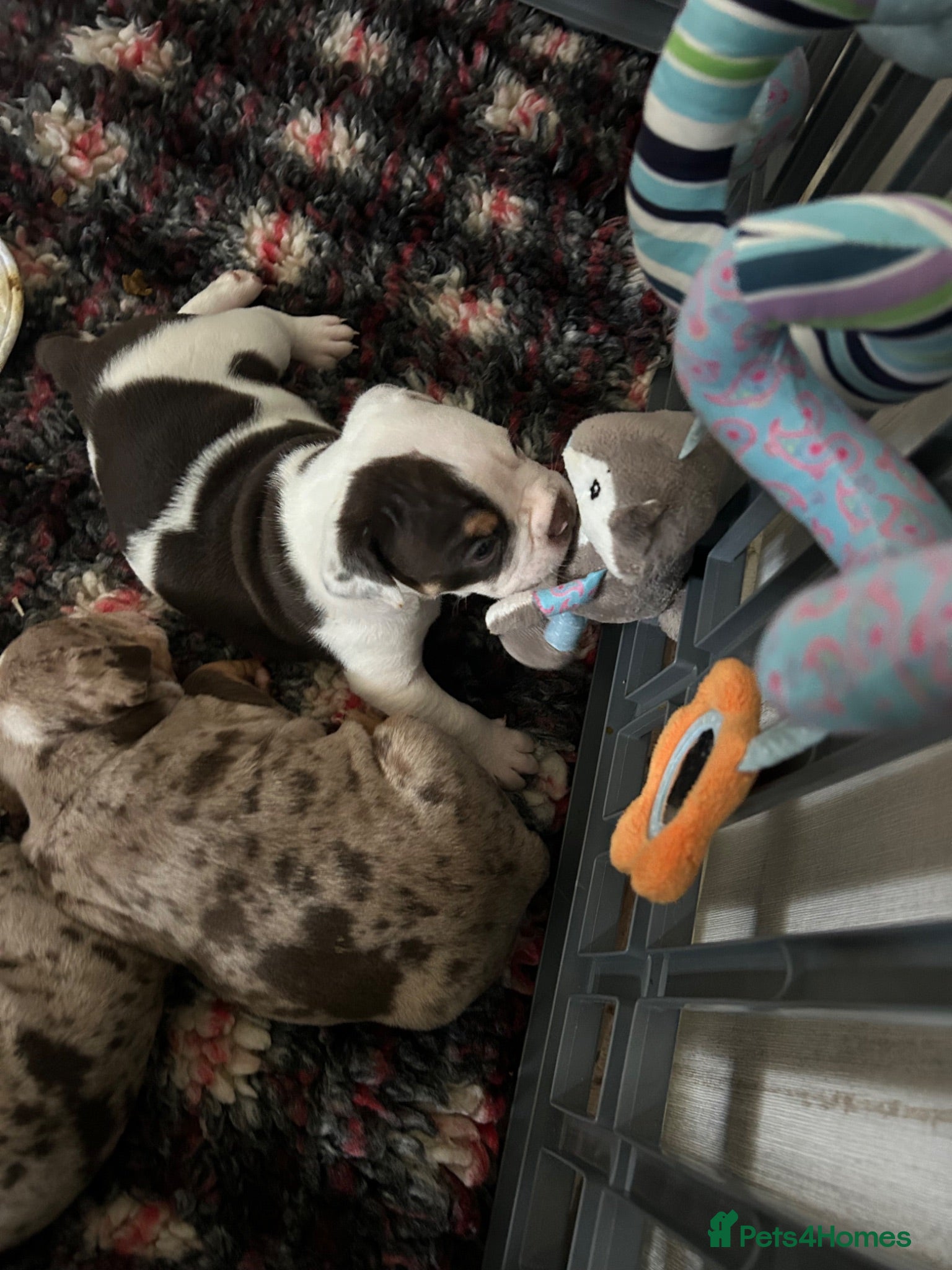 Dorset Olde Tyme Bulldogge dogs ⭐️Beautiful olde English bulldog puppies ⭐️ - Advert 2