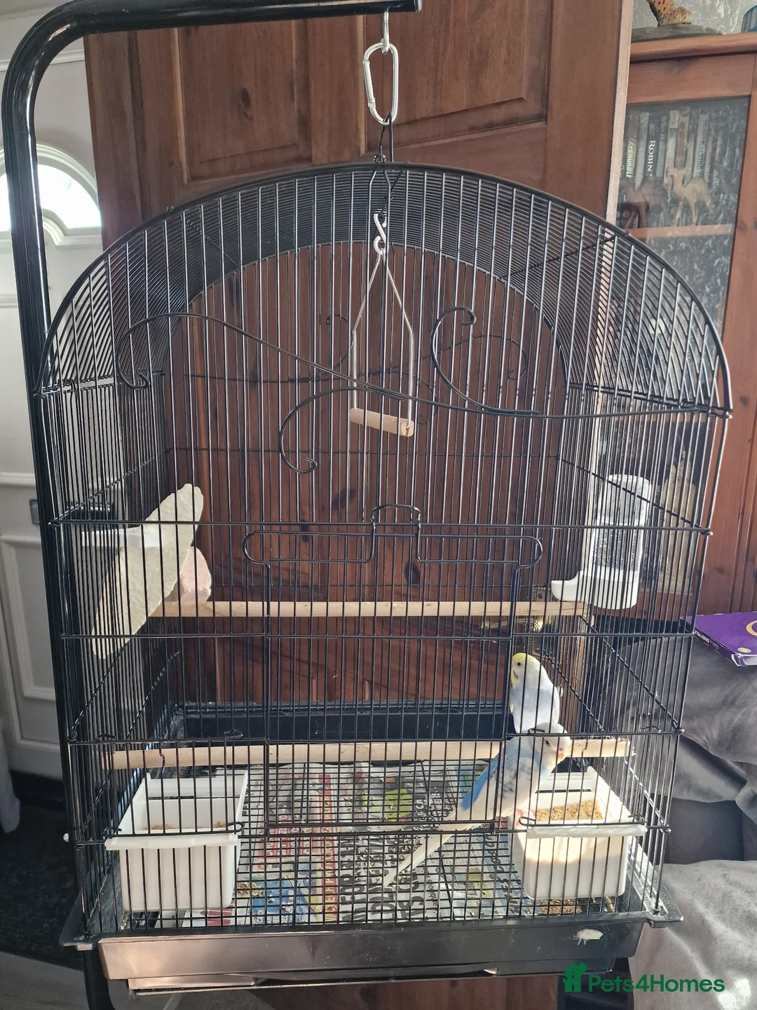 Budgerigars birds for sale: Pair of baby budgies with cage and hanging stand in Swindon - Advert 2