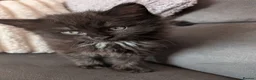 Mixed Breed cats for sale: Kittens for sale  in Larkhall - Advert 9