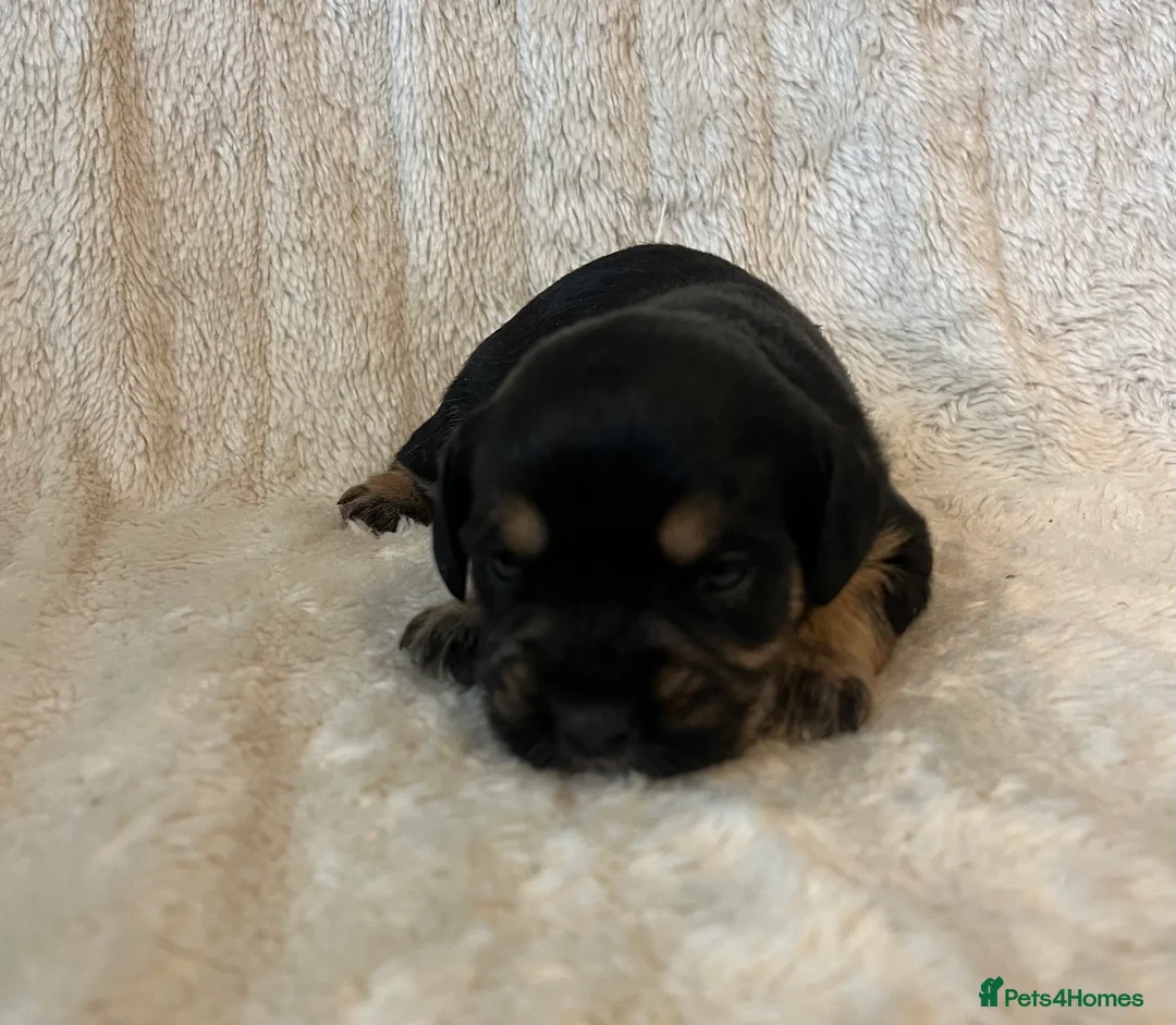 Mixed Breed dogs for sale: SCHNAVALIER PUPPIES  - Advert 6