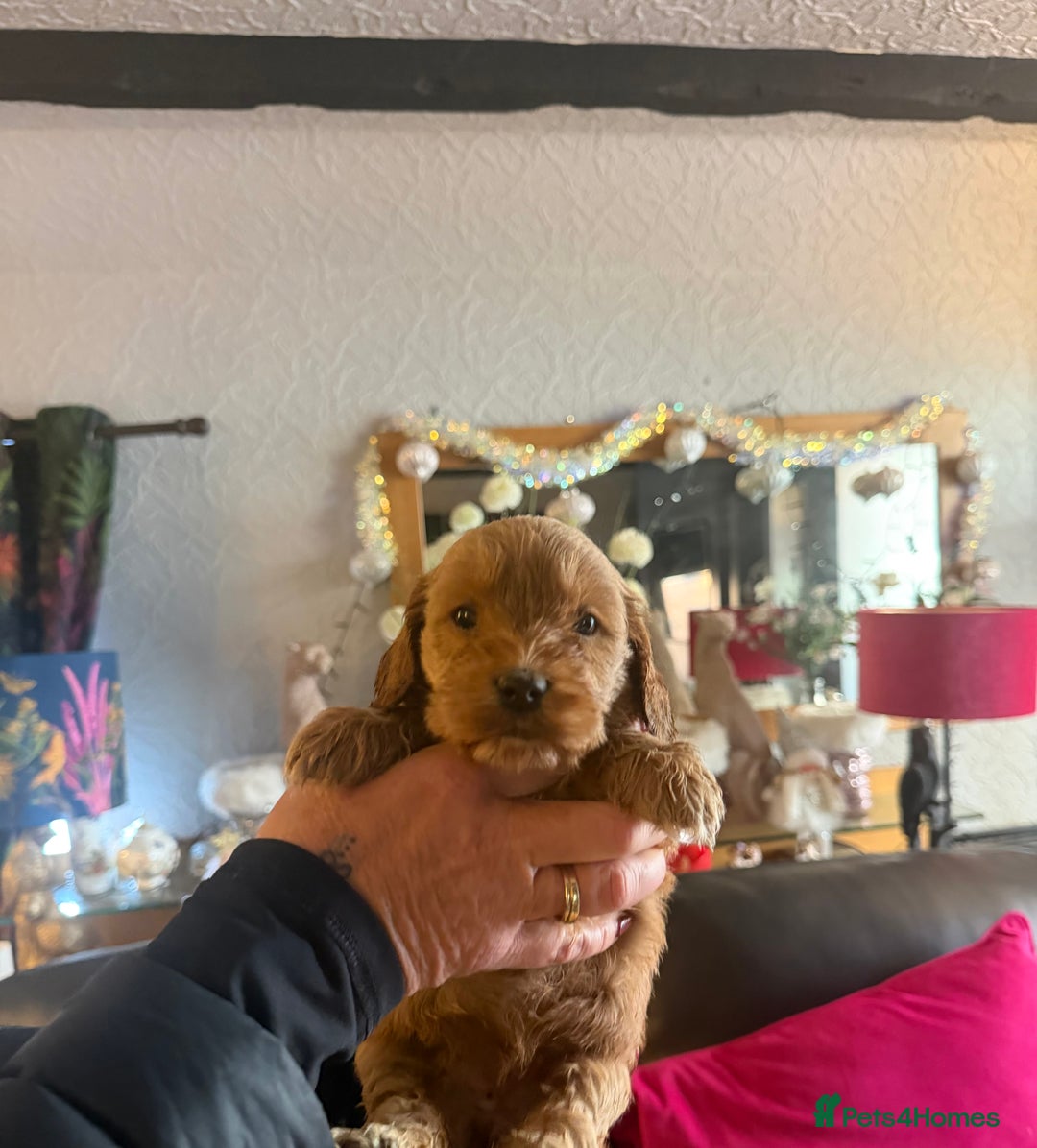Cockapoo dogs for sale: Cockapoo pups one boy available  - Advert 26