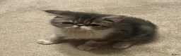 Exotic cats for sale: Exceptional show quality pure Exotic Kittens - Advert 5