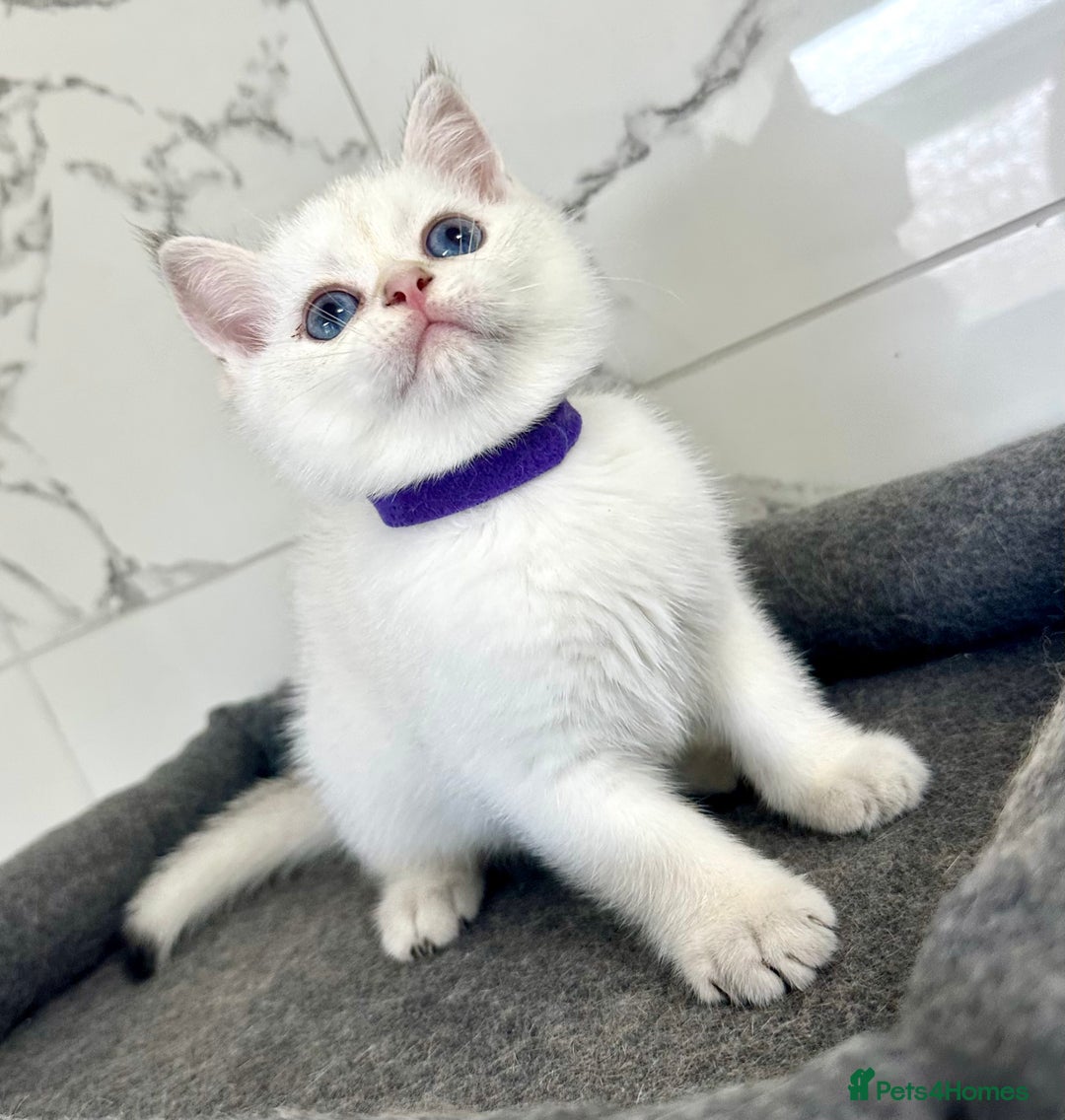 British Shorthair cats for sale: Last 2 adorable boys looking for a loving family  - Image 4