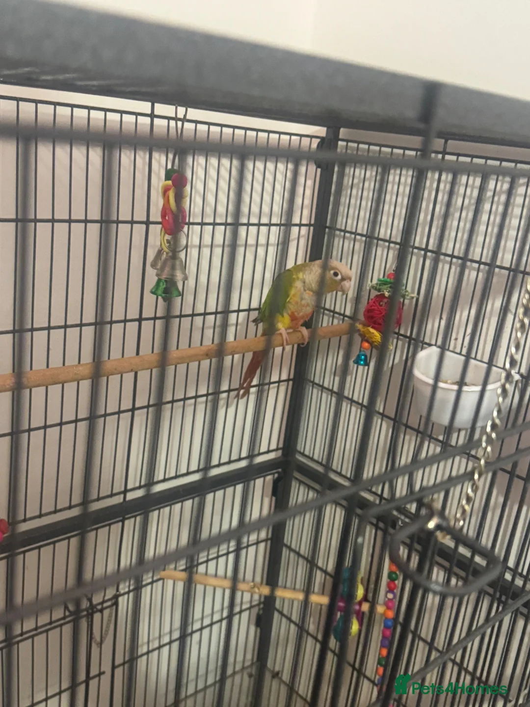 Parrots birds for sale: Sun conure in Colchester - Advert 2