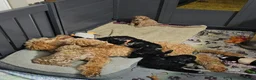 Miniature Poodle dogs for sale: 6 weeks old F1b Moyen Poodle  - Advert 7