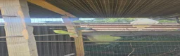 Budgerigars birds for sale: Aviary budgies for sale  - Advert 3