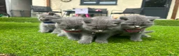 British Shorthair cats for sale: Kittens from British Longhair and Shorthair  - Advert 9