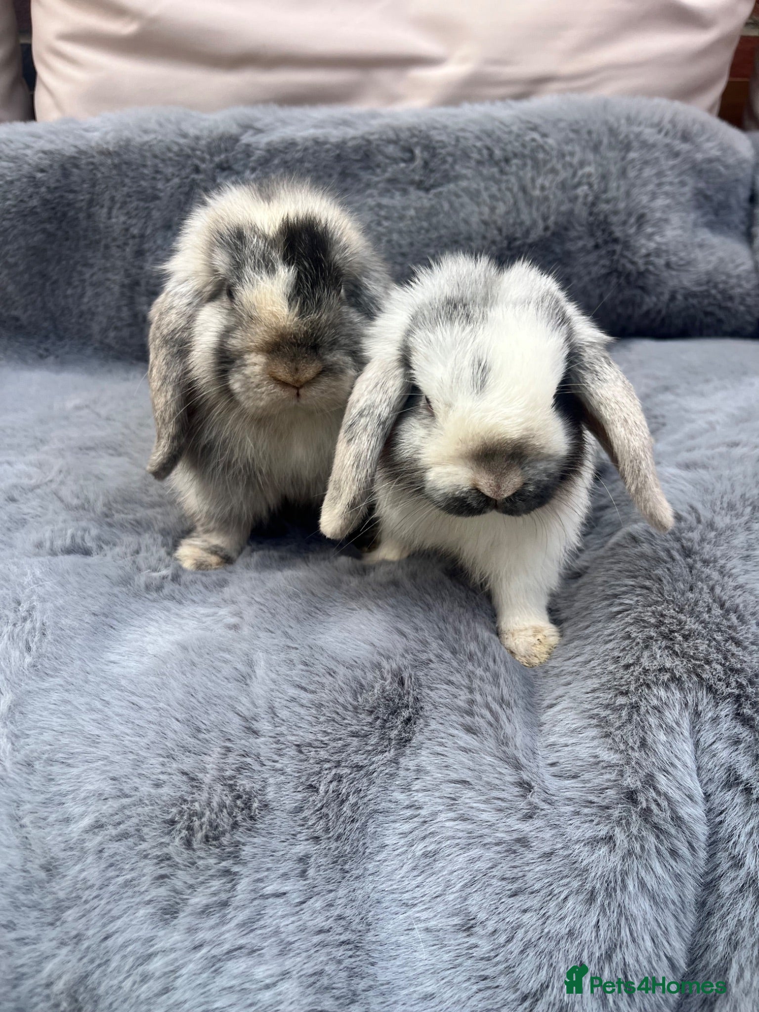 Mini Lop rabbits Mini lop baby rabbits  - Advert 1