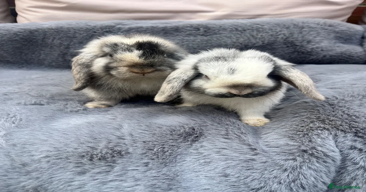 Rabbits for Sale for sale | Pets4Homes
