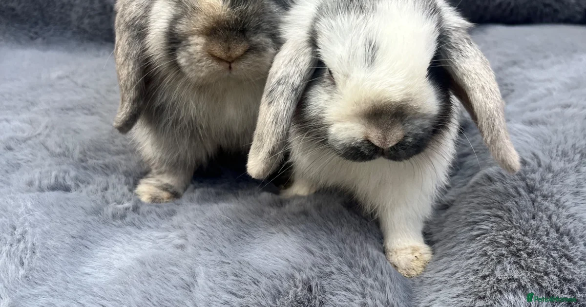 Rabbits for Sale for sale | Pets4Homes