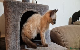 Bengal cats for sale: Gorgeous Bengal/Savannah x DS - Image 4