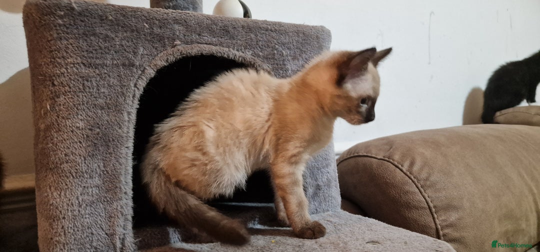 Bengal cats for sale: Gorgeous Bengal/Savannah x DS - Image 4