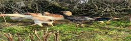 Chickens poultry for sale: Indio Gigante *Portuguese bloodlines* Rare in Caldicot - Advert 1