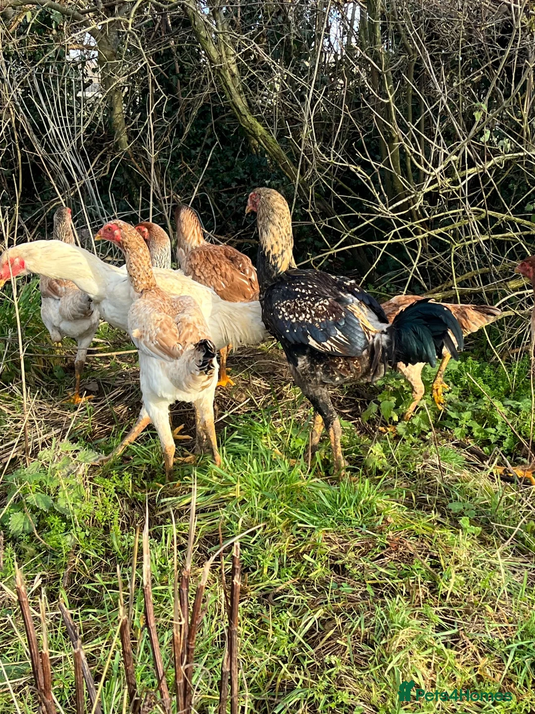 Chickens poultry for sale: Indio Gigante *Portuguese bloodlines* Rare in Caldicot - Advert 1