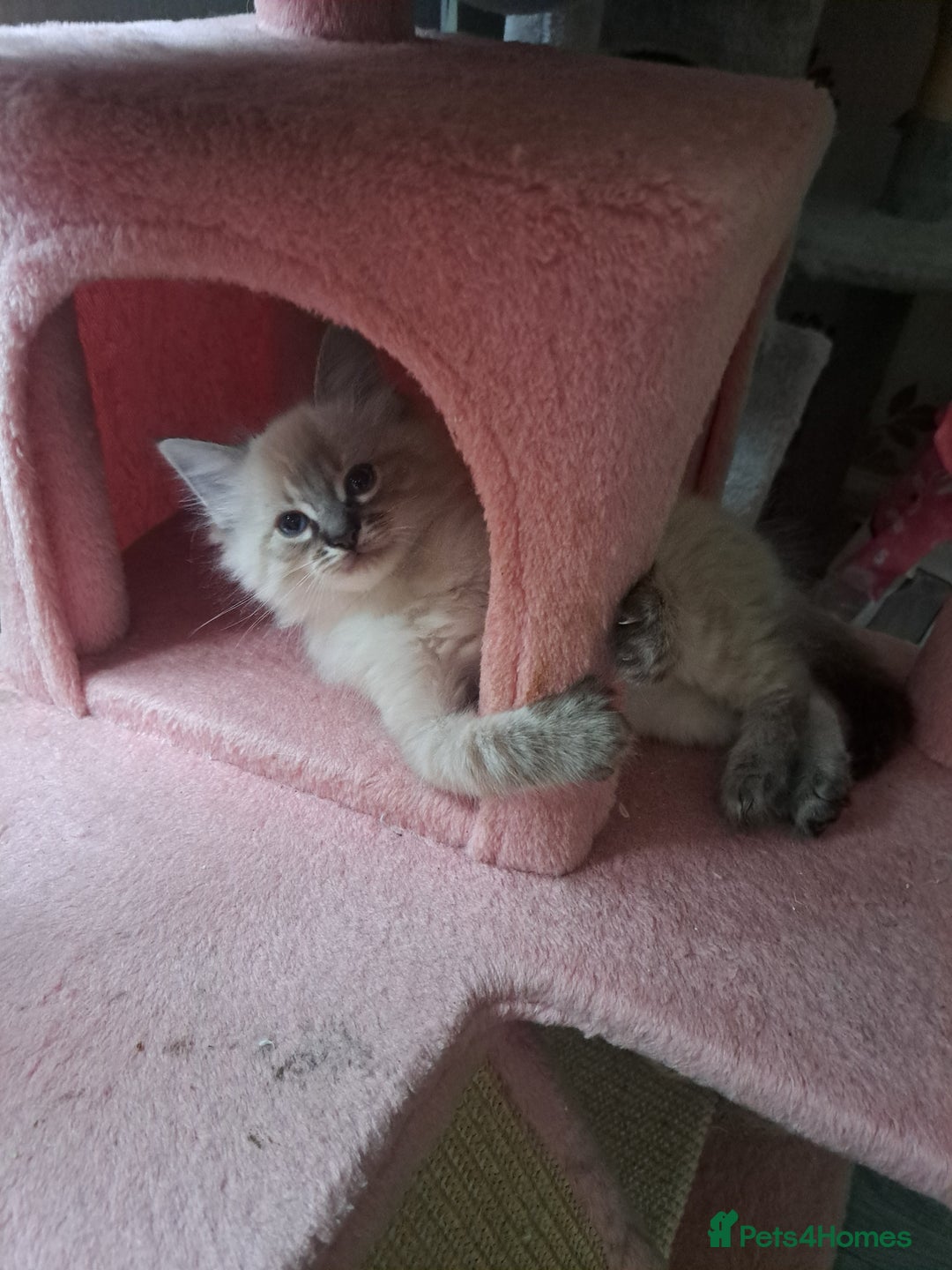 Mixed Breed cats for sale: Balineses x maine coon x Ragdoll  Kittens 💜 - Advert 4