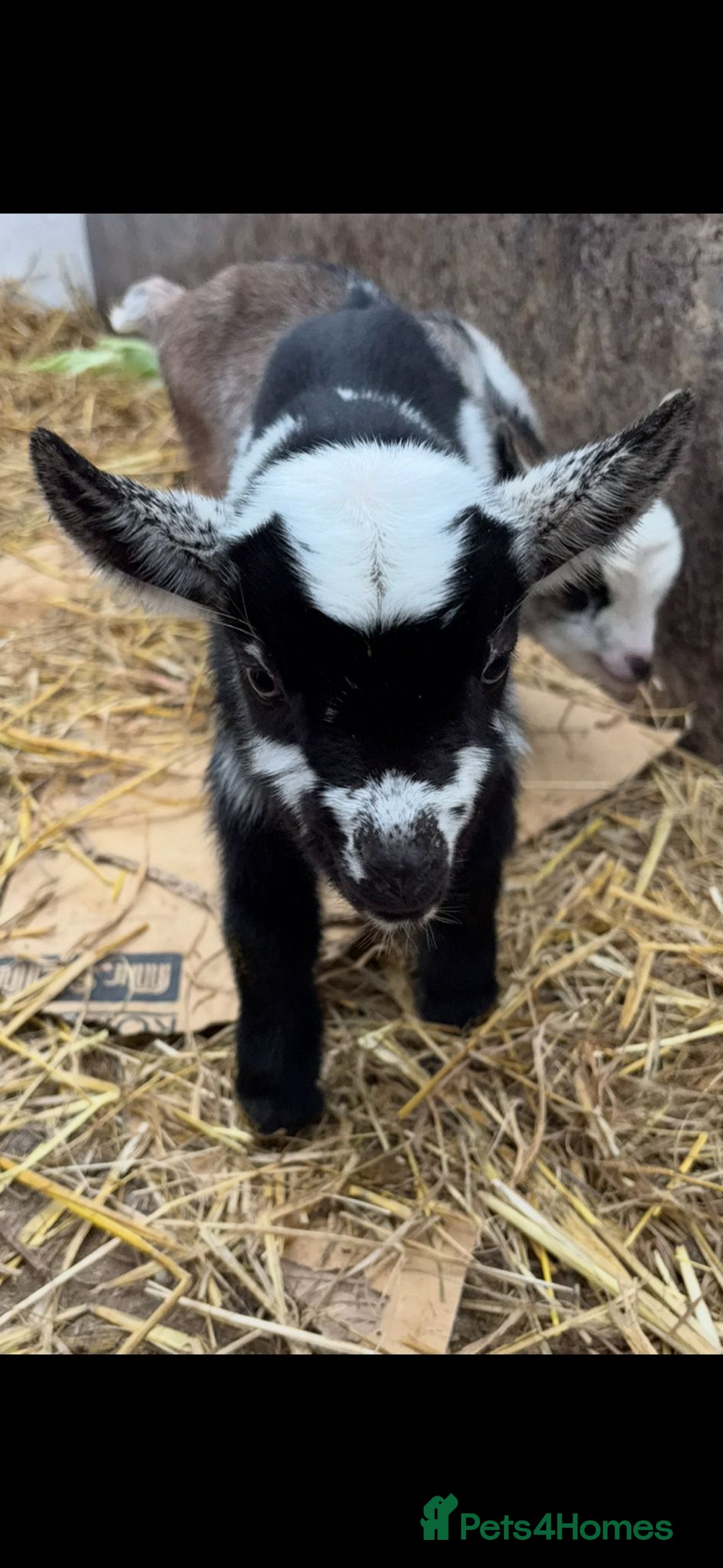 Goats livestock for sale: Small male and female pygmy goats - Advert 7