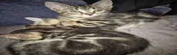 Mixed Breed cats for sale: 3 kittens  - Advert 3