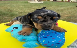 Miniature Dachshund dogs for sale: Miniature daschund puppies - Image 21