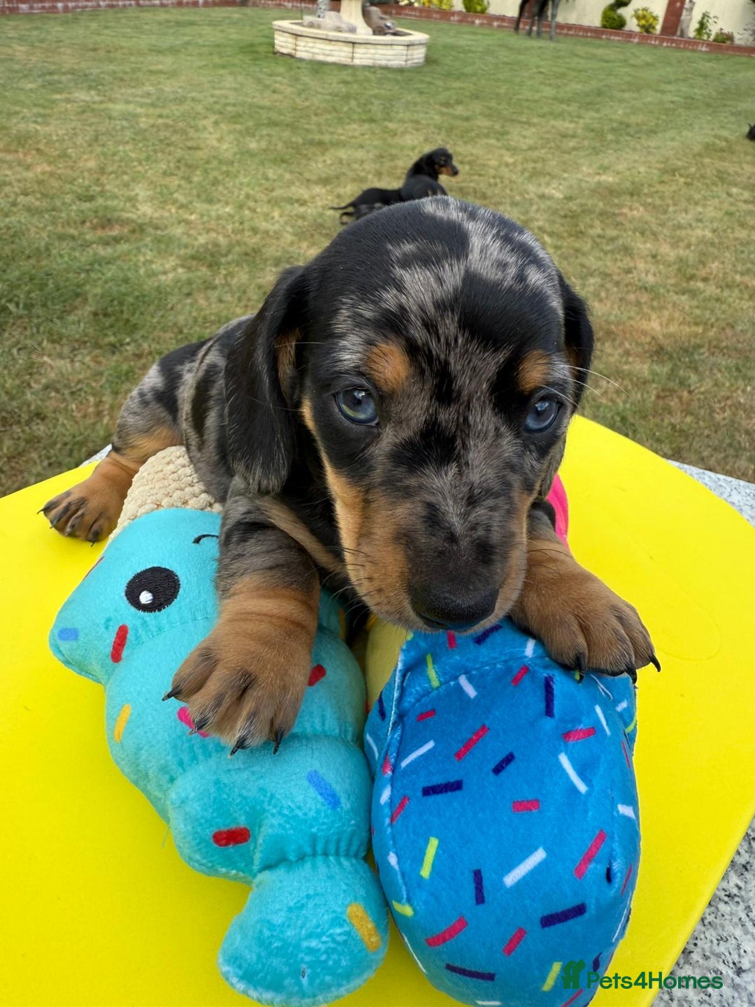 Miniature Dachshund dogs for sale: Miniature daschund puppies - Image 21