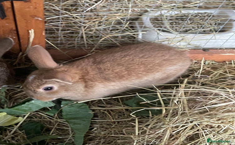 Mixed Breed rabbits Baby rabbits. 8 weeks old & 12 weeks old  - Advert 1