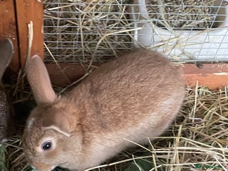 Mixed Breed rabbits Baby rabbits. 8 weeks old & 12 weeks old - Advert 3