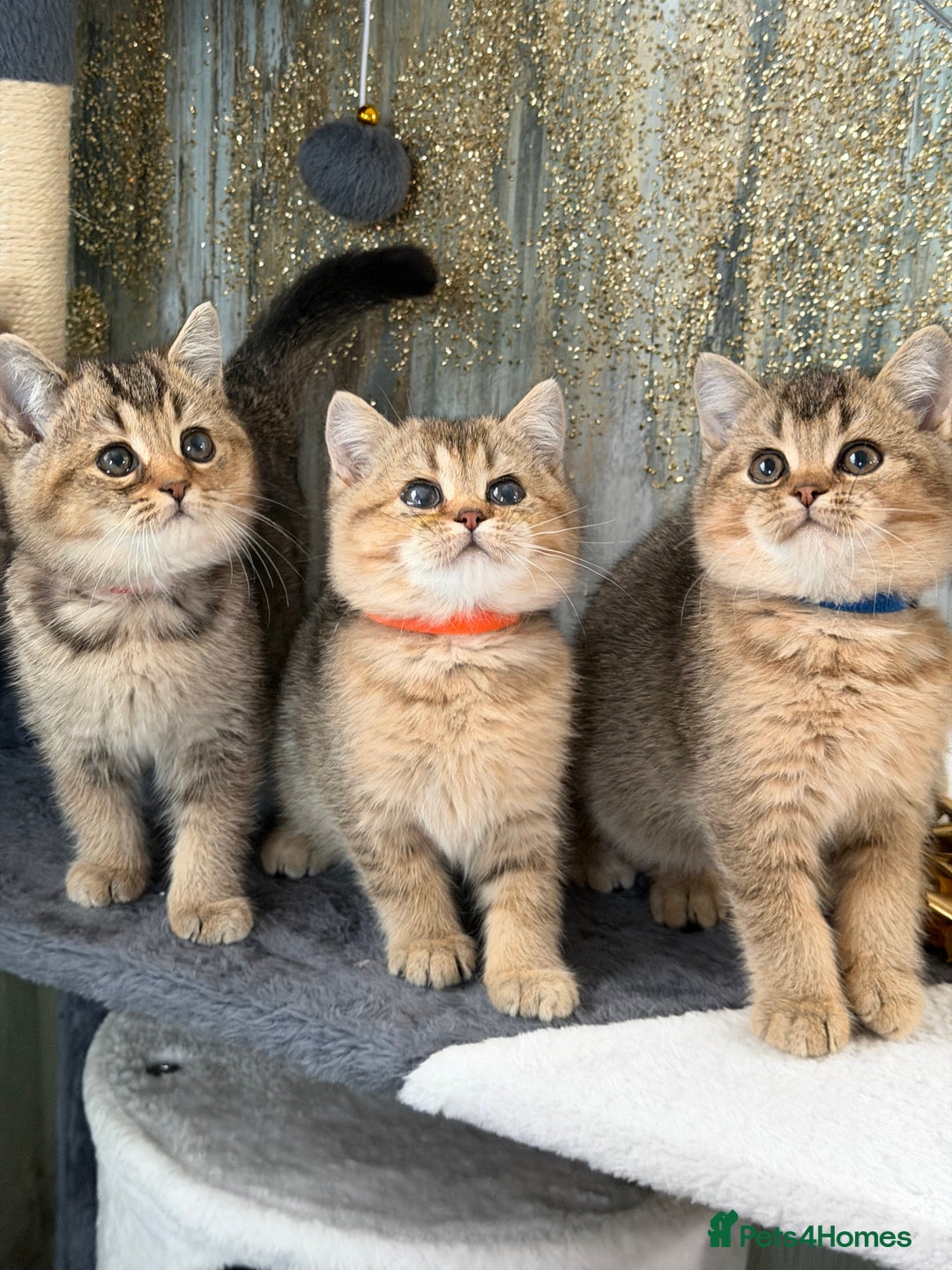 British Shorthair cats for sale: British shorthair Golden kittens TICA - Advert 2