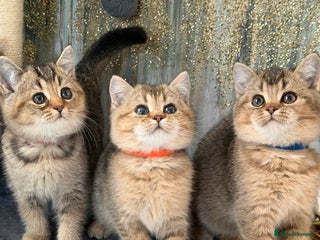 British Shorthair cats British shorthair Golden kittens TICA - Advert 2