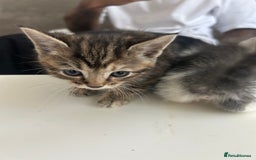 Mixed Breed cats for sale: 4 beautiful kittens ready to go 31st August - Image 12