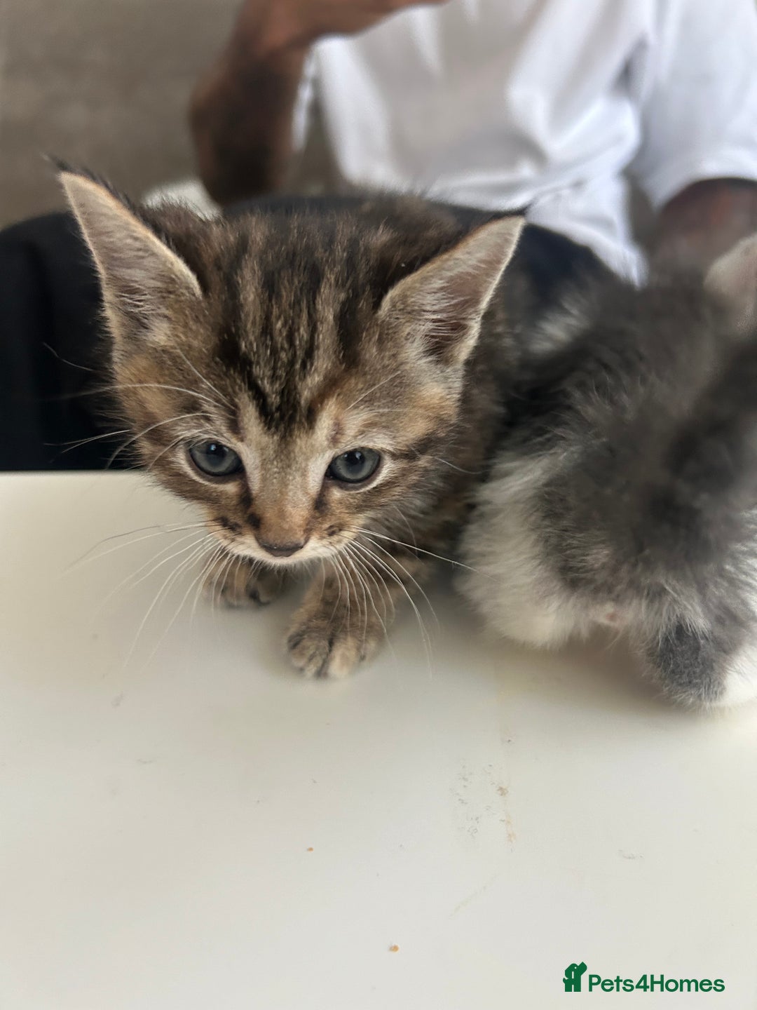 Mixed Breed cats for sale: 4 beautiful kittens ready to go 31st August - Image 12