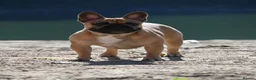 French Bulldog dogs for sale: 🏆KC French Bulldog Puppies🏆 - Advert 27