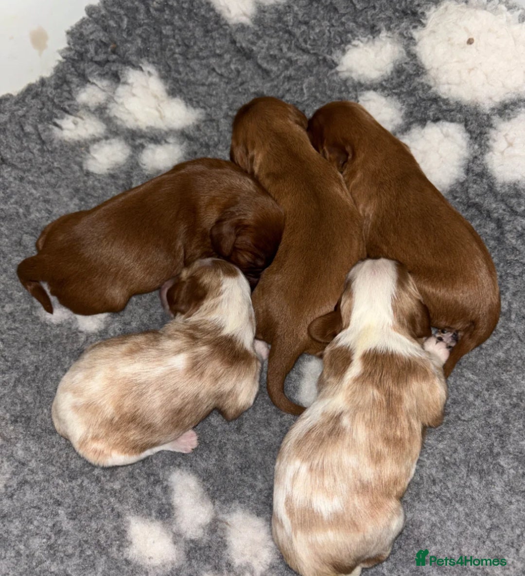 Cavalier King Charles Spaniel dogs for stud: Solid Ruby health tested cavalier King Charles  in Stoke-on-Trent - Advert 12