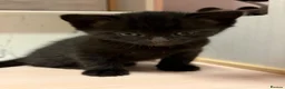 Mixed Breed cats for sale: Adorable Kittens Looking for Their Forever Homes - Advert 9