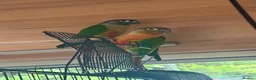 Conures birds for sale: Green cheek conures  - Advert 7