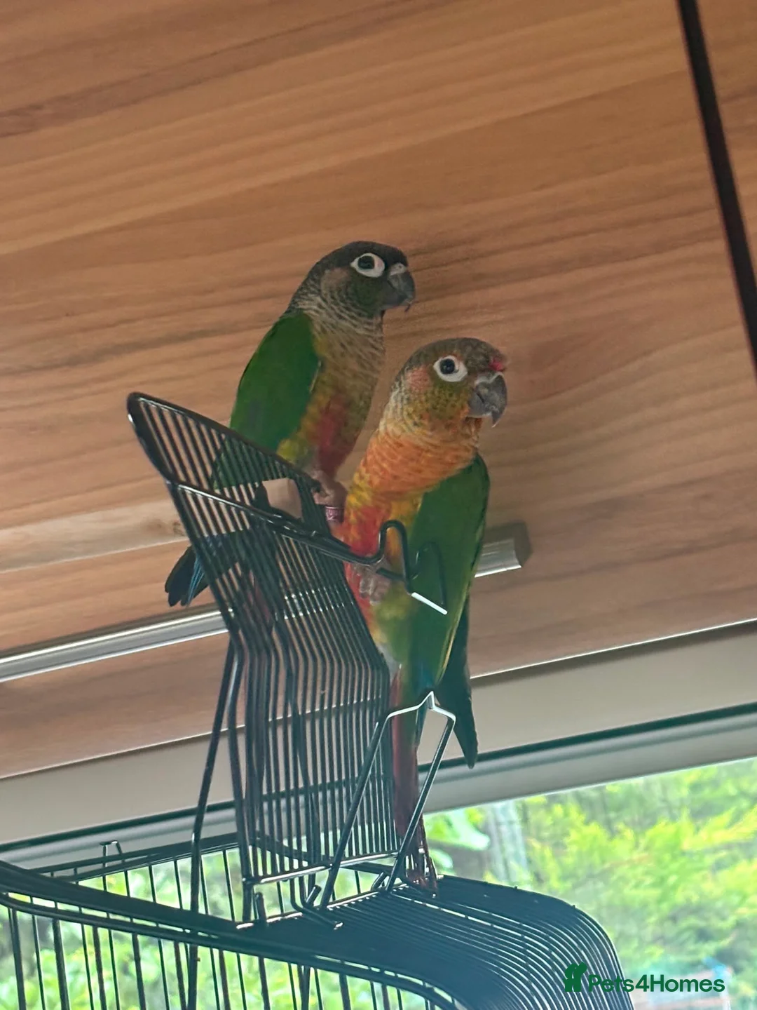 Conures birds for sale: Green cheek conures  - Advert 7