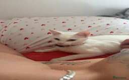 Mixed Breed cats for sale: Snowy and pip🩵💕 - Image 9