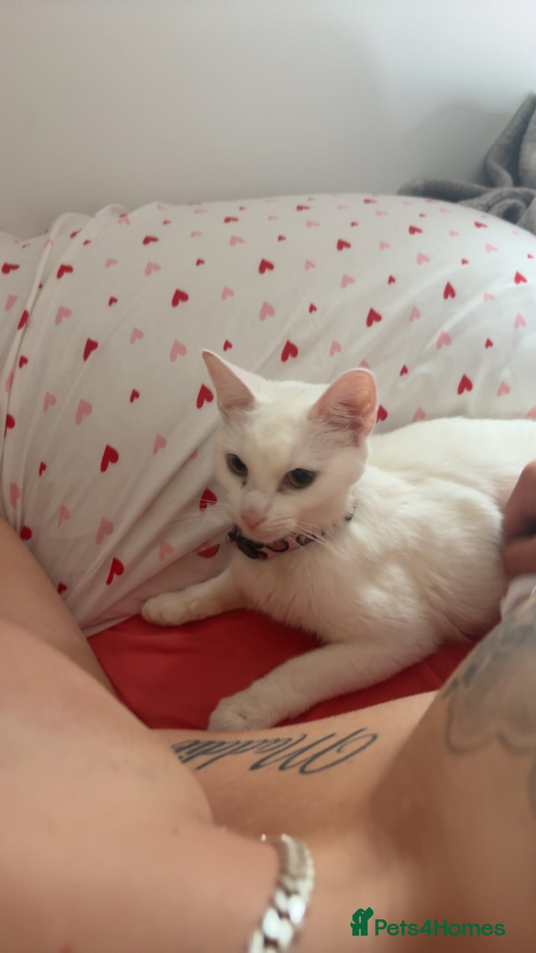 Mixed Breed cats for sale: Snowy and pip🩵💕 - Image 9