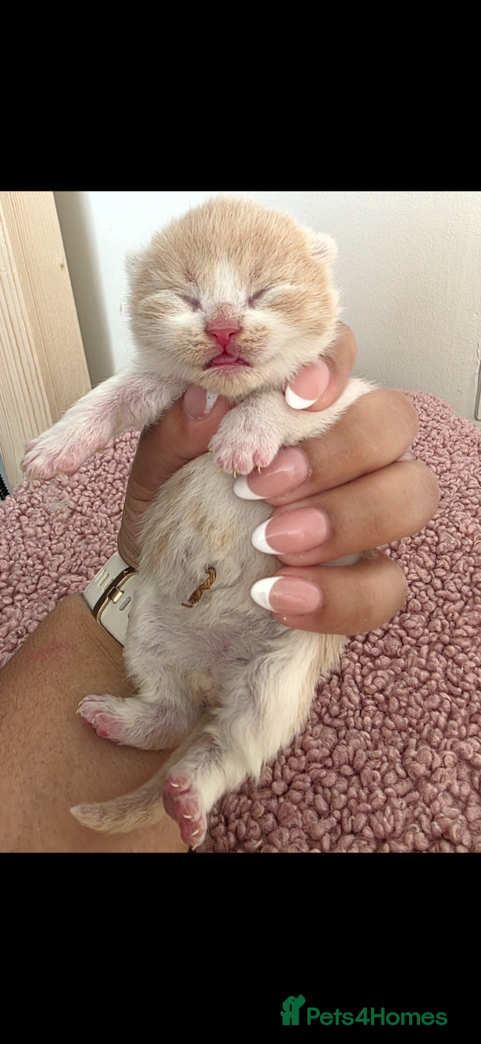 British Shorthair cats 🌟Exceptional quality British shorthair kittens🌟  - Advert 2