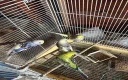 Budgerigars birds for sale: Budgies  - Image 2