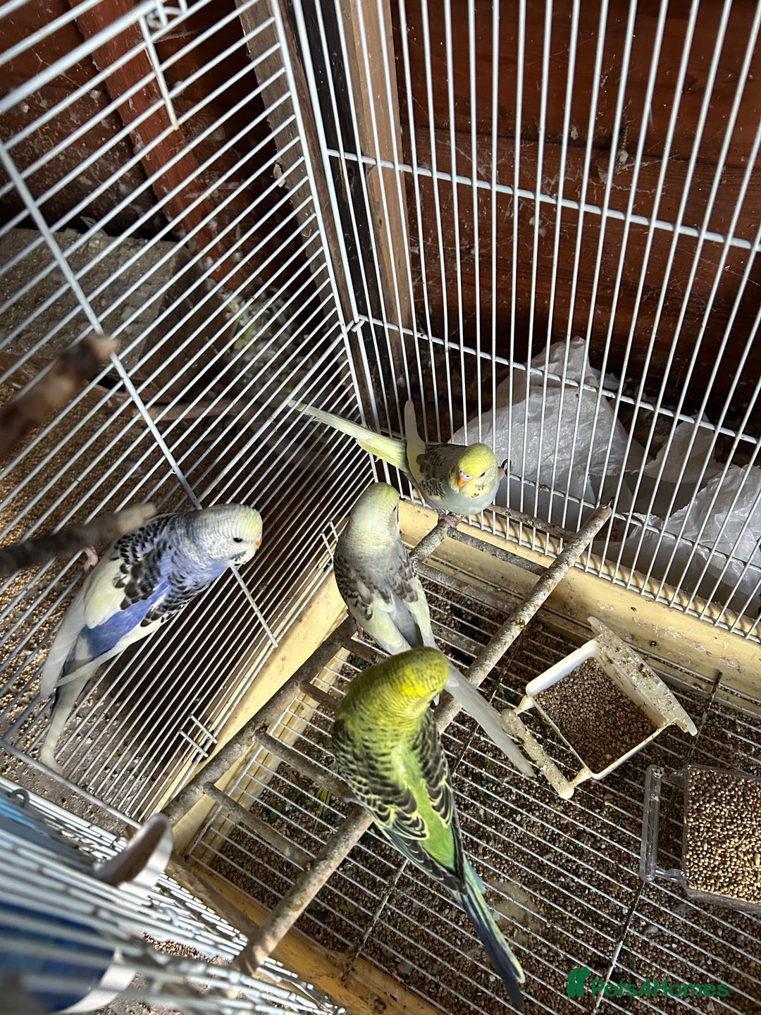 Budgerigars birds for sale: Budgies  - Image 2