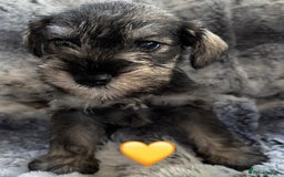 Miniature Schnauzer dogs for sale: Miniature Schnauzer Puppies - Image 1