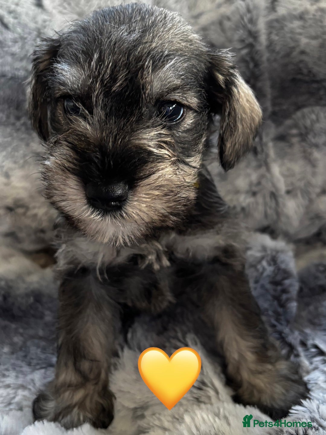 Miniature Schnauzer dogs for sale: Miniature Schnauzer Puppies - Image 1