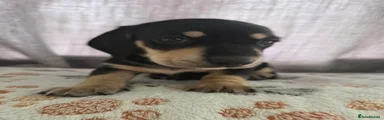 Miniature Dachshund 3