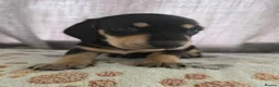 Miniature Dachshund dogs for sale: Kc reg miniature dachshunds - Advert 4