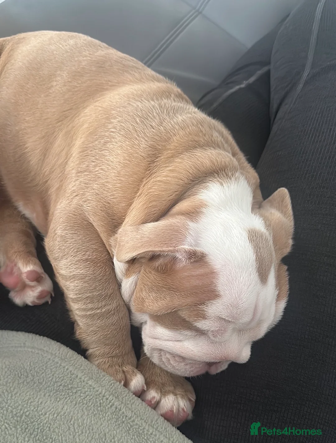 English Bulldog dogs for sale: Beautiful British Bulldog Girl  - Advert 6