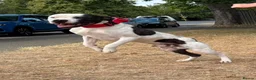 Staffordshire Bull Terrier dogs for sale: Lovely staff pups  - Advert 4
