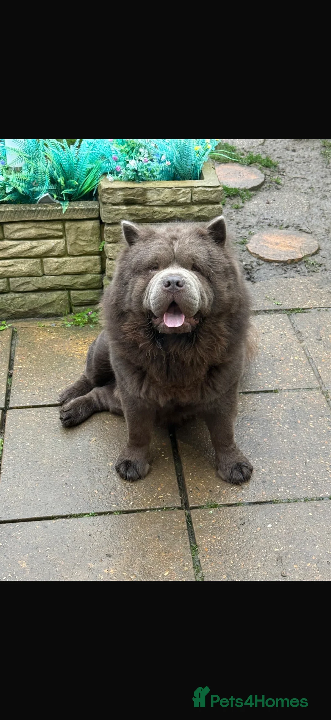 Chow Chow dogs for stud: Chow chow male for stud - Advert 5